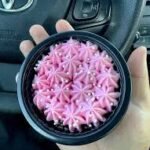 Chopper's Cupcake